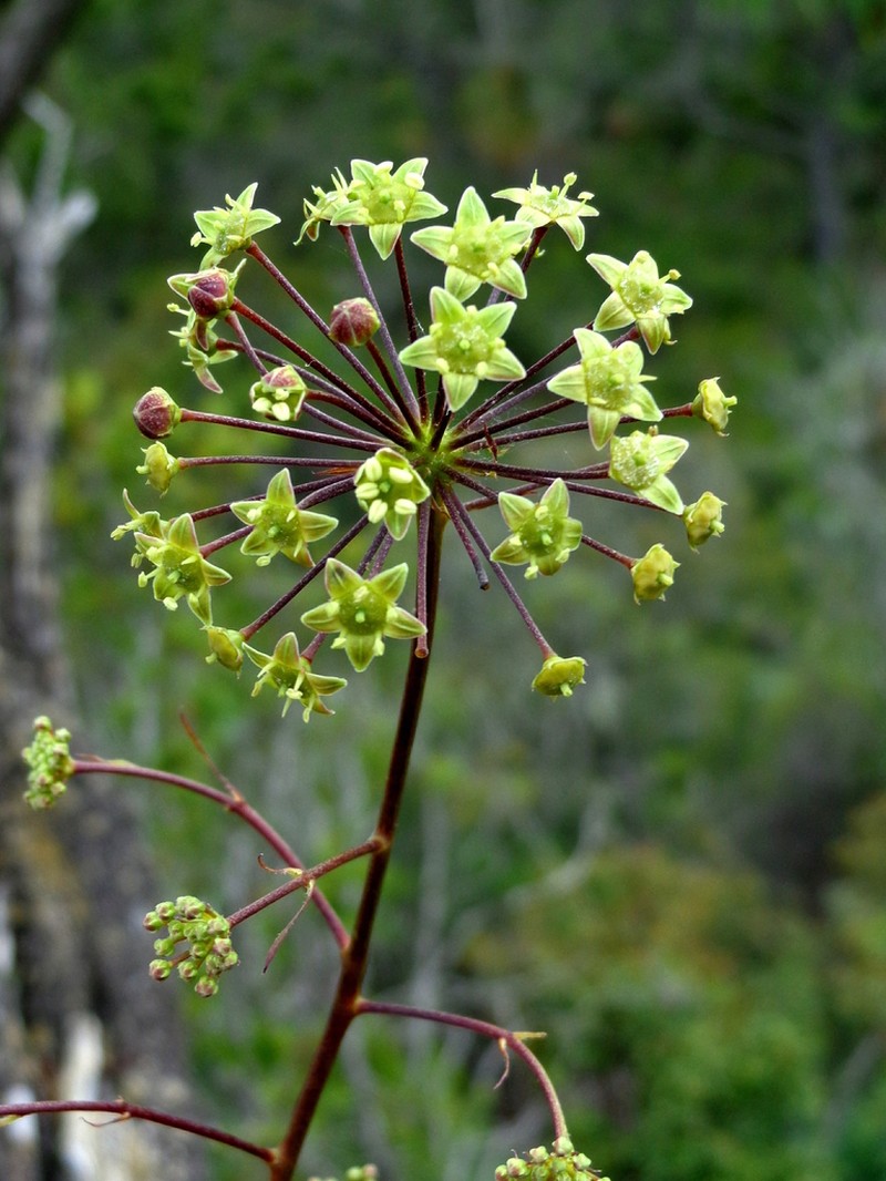 Aralia regeliana