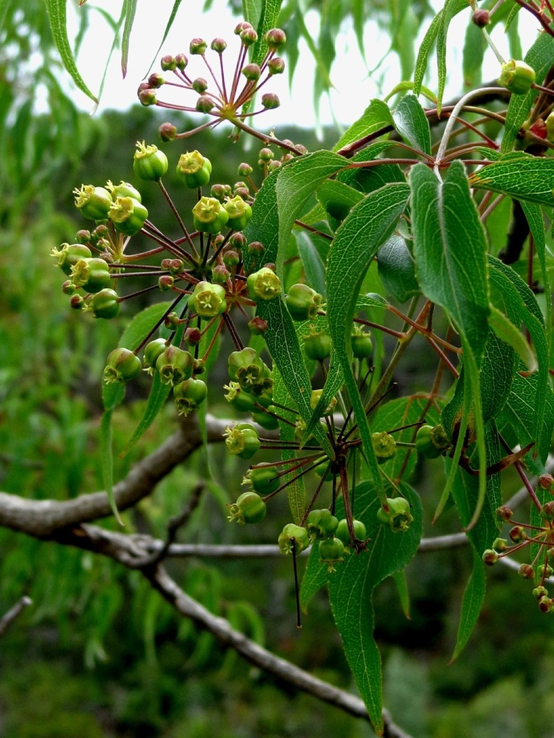 Aralia regeliana photo 2