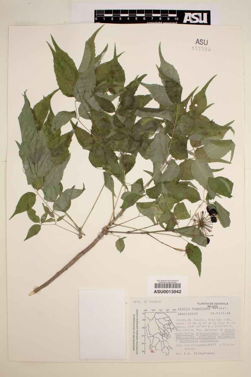 Aralia regeliana photo 3