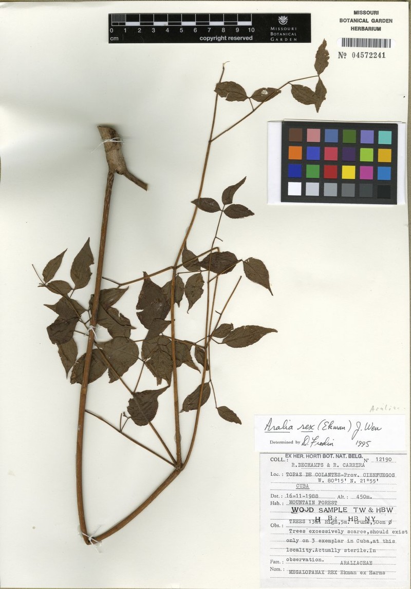 Aralia rex photo 3