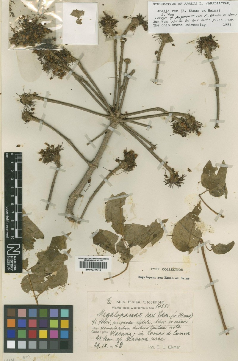 Aralia rex photo 4