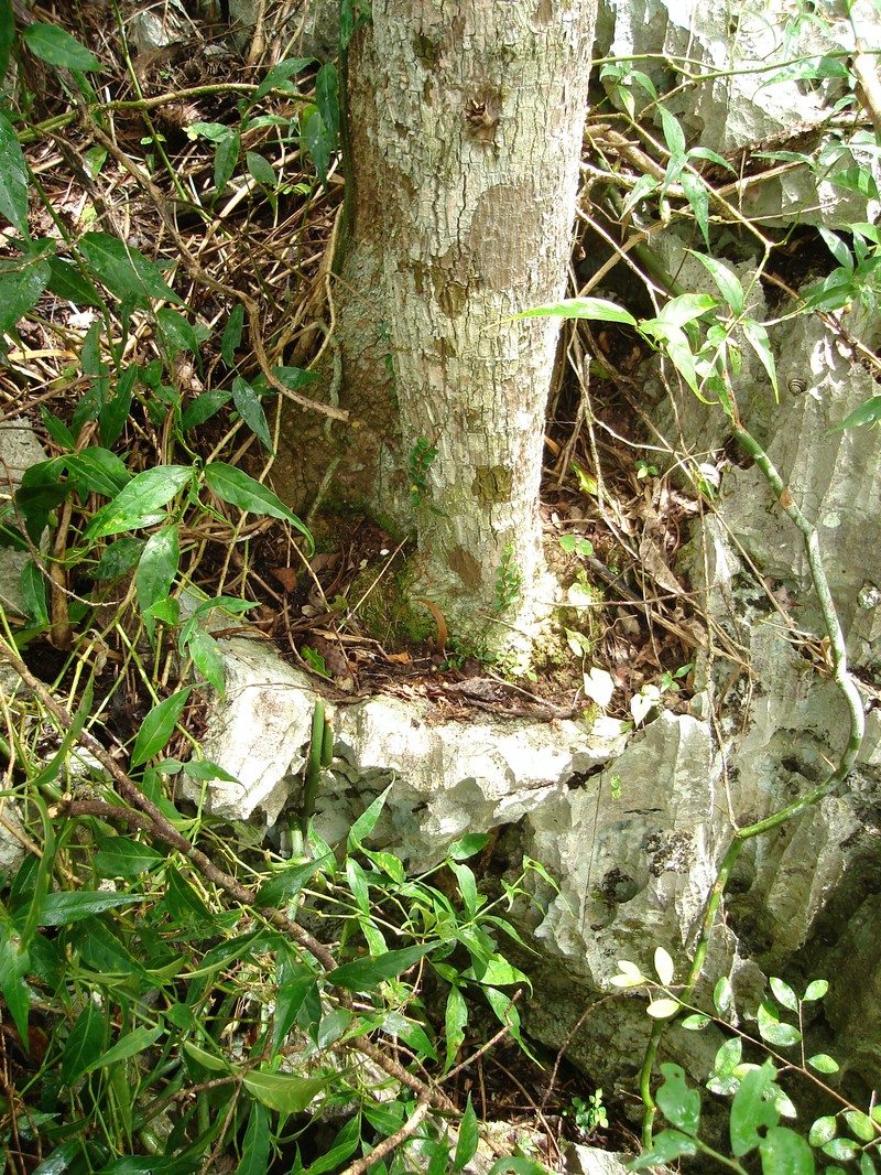 Aralia rex photo 5