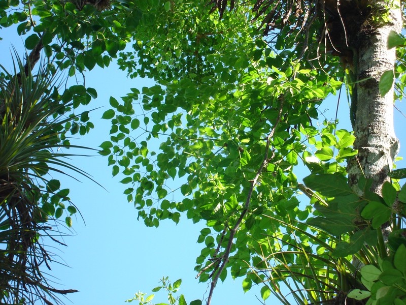 Aralia rex photo 6