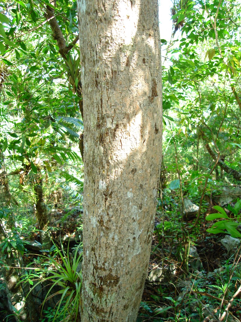 Aralia rex photo 7
