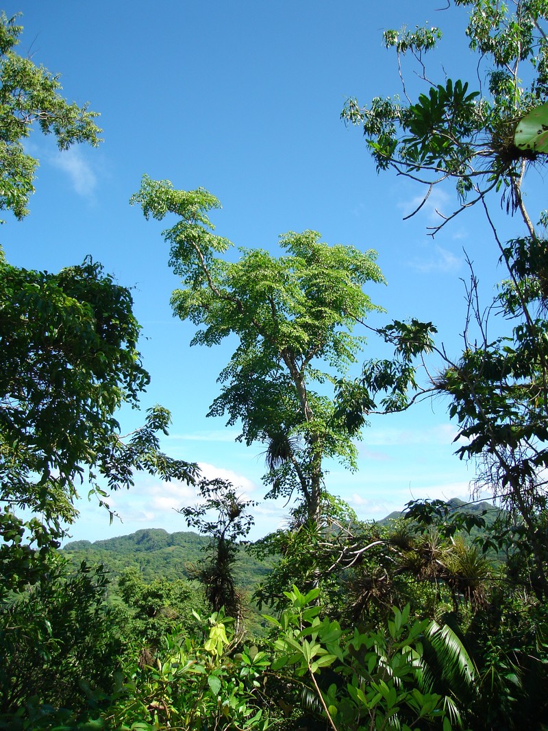 Aralia rex