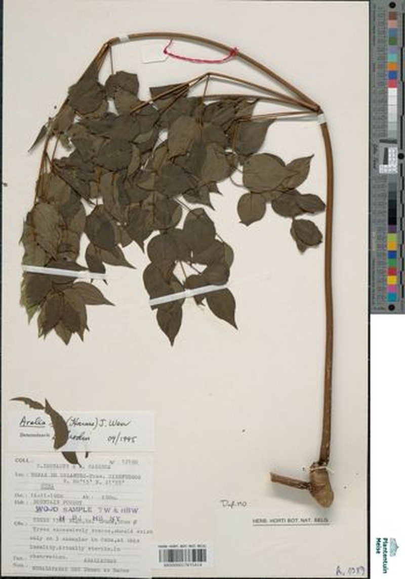 Aralia rex photo 2