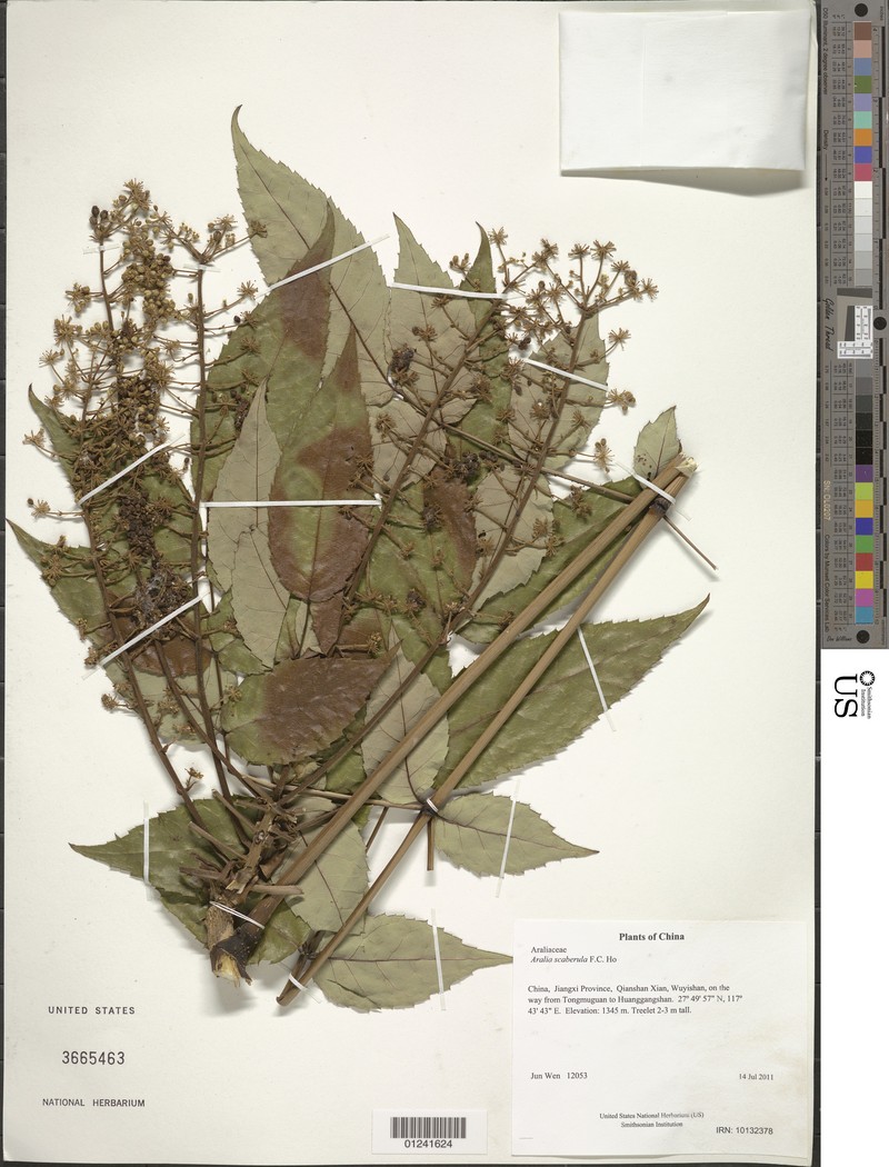 Aralia scaberula