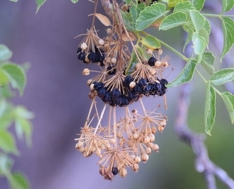 Aralia scopulorum