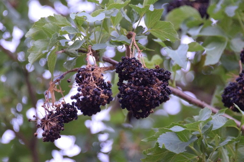 Aralia scopulorum photo 2