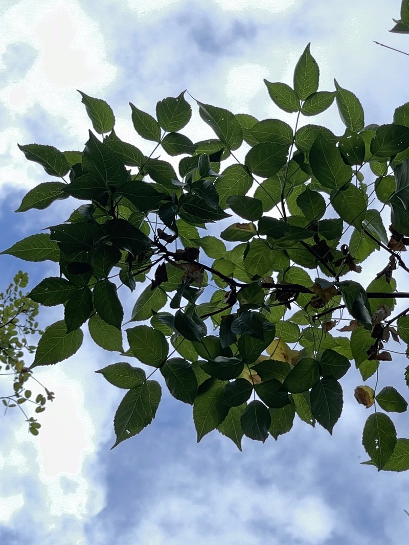Aralia scopulorum photo 3