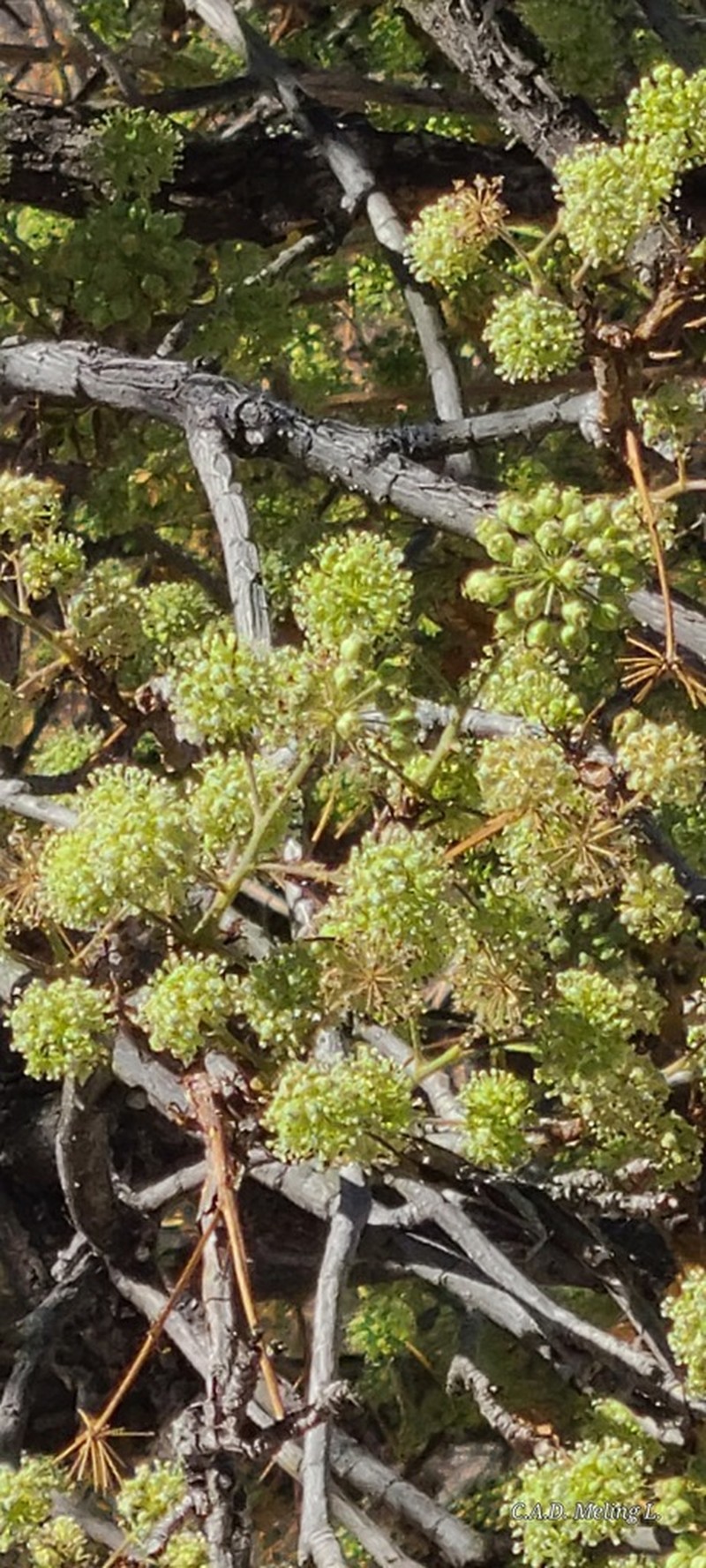 Aralia scopulorum photo 4