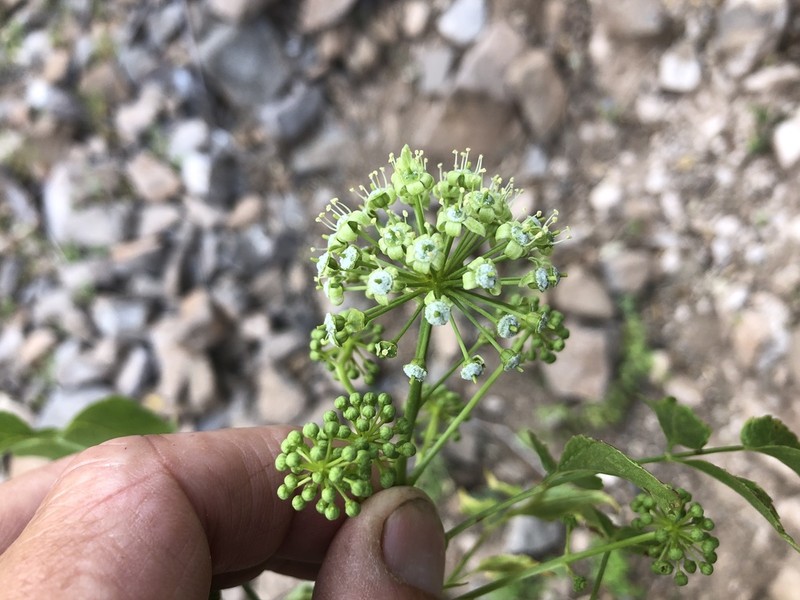 Aralia scopulorum photo 6