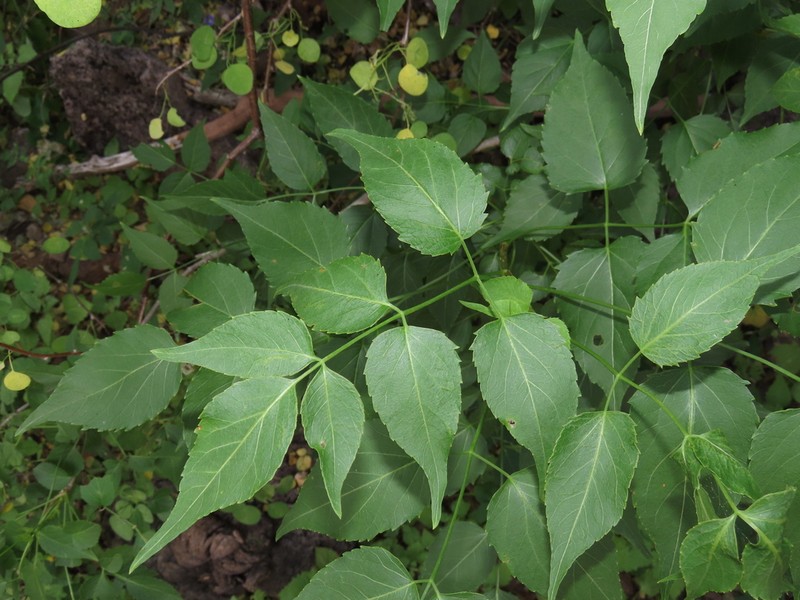 Aralia scopulorum photo 8