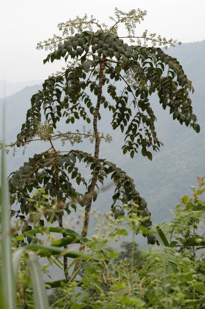 Aralia searelliana