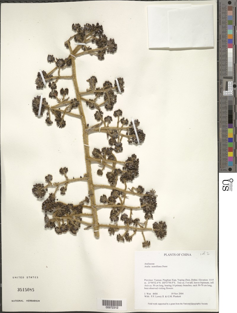 Aralia searelliana photo 2