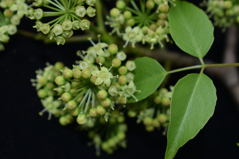 Aralia soratensis