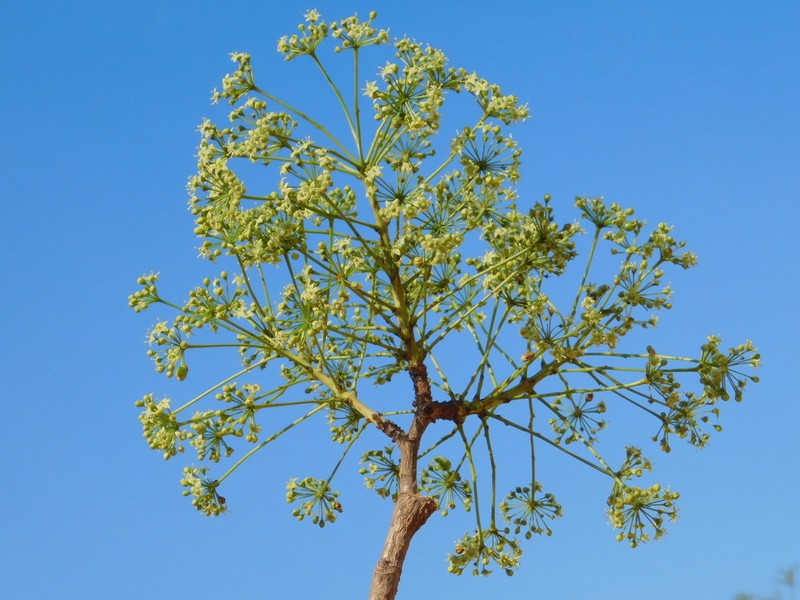 Aralia soratensis photo 2
