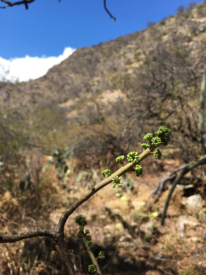 Aralia soratensis photo 3