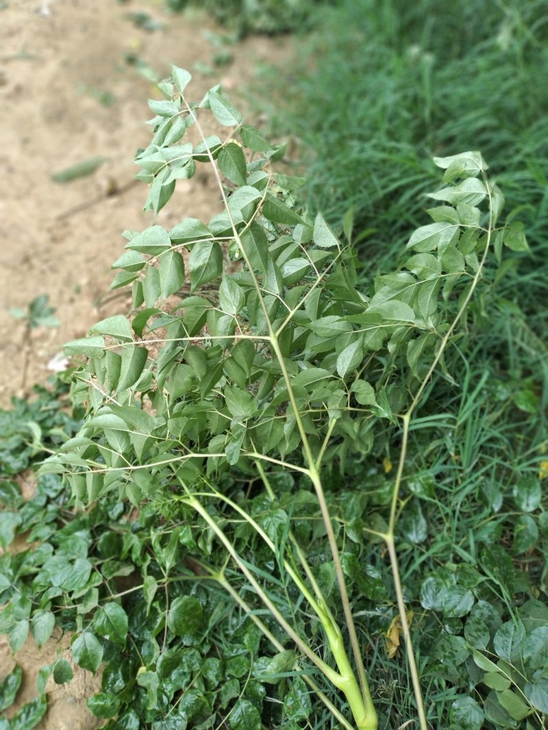 Aralia soratensis photo 4