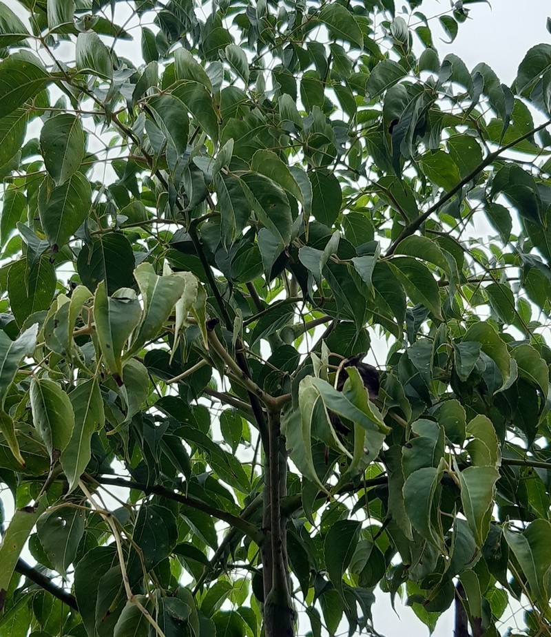 Aralia soratensis photo 5