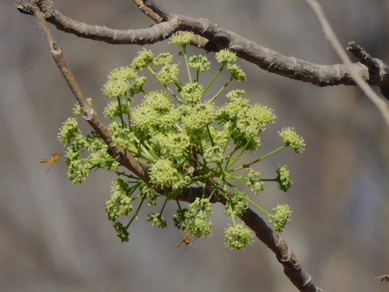Aralia soratensis photo 6