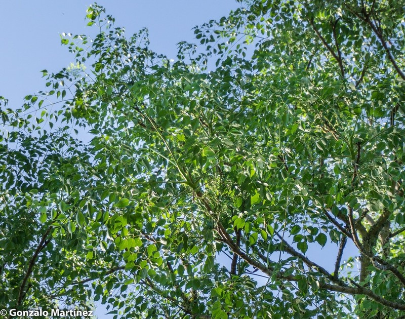 Aralia soratensis photo 7