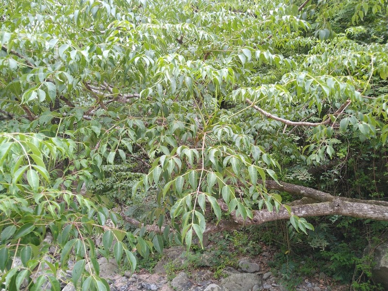 Aralia soratensis photo 8