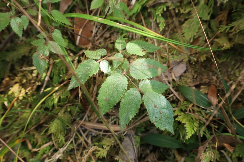 Aralia spinifolia