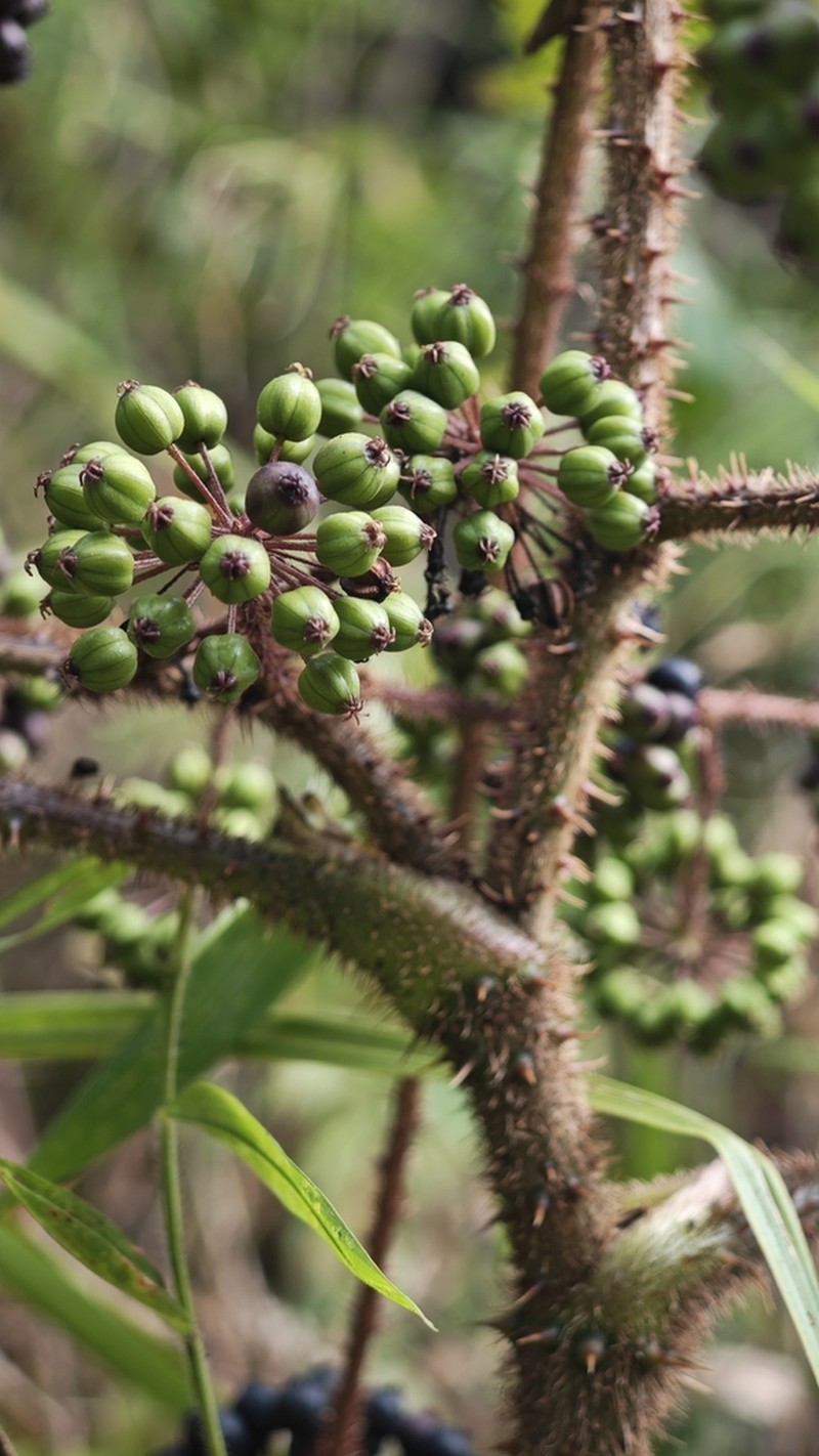 Aralia spinifolia photo 2