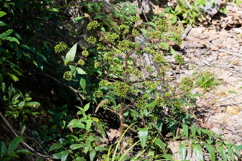 Aralia spinifolia photo 3