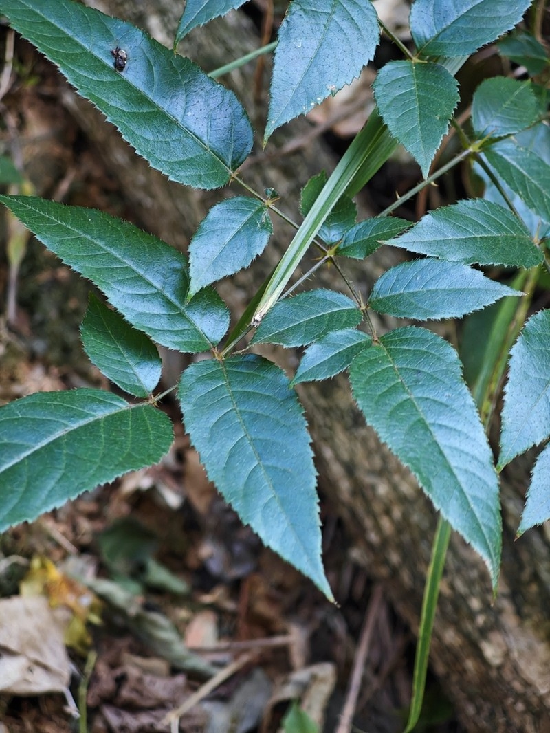 Aralia spinifolia photo 4