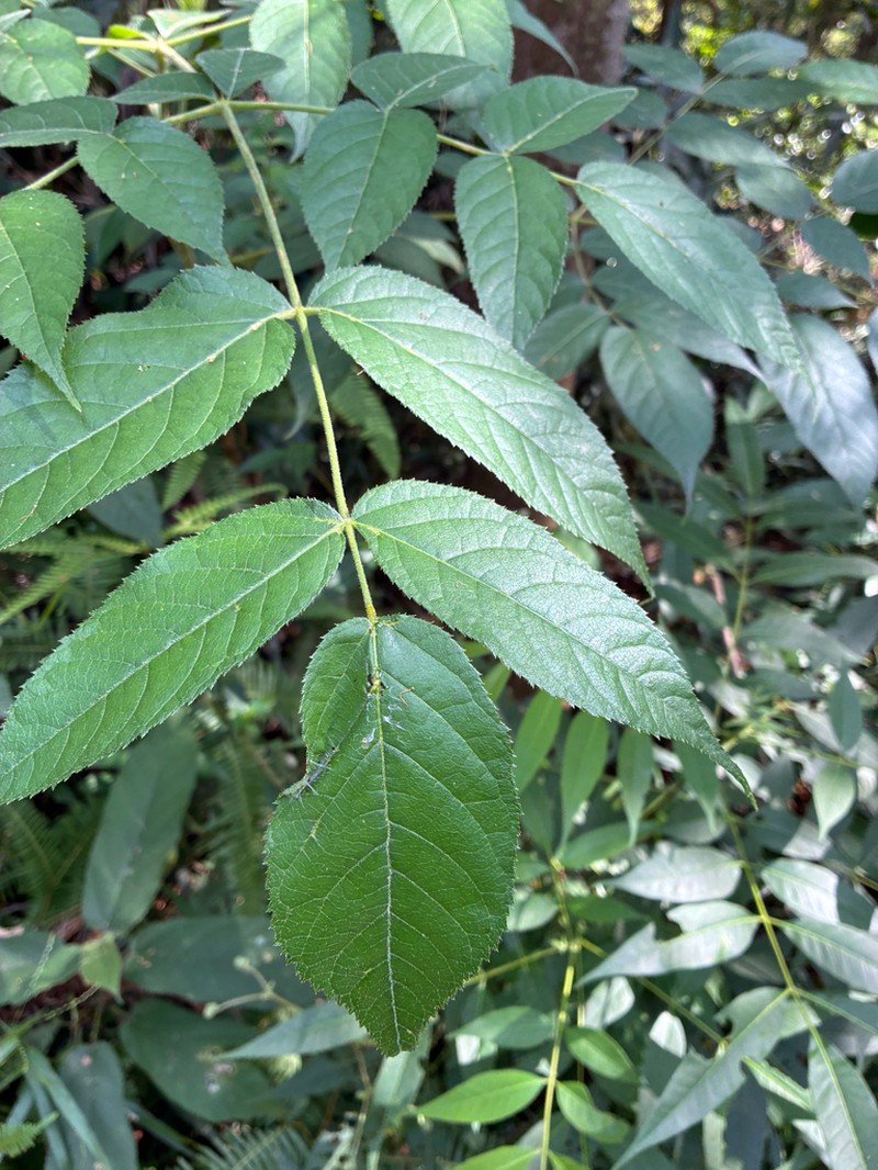 Aralia spinifolia photo 5