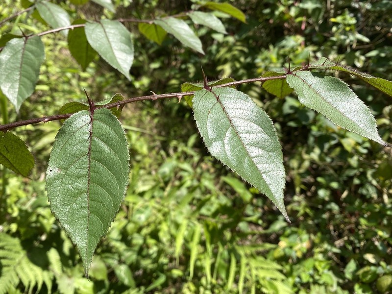 Aralia spinifolia photo 6