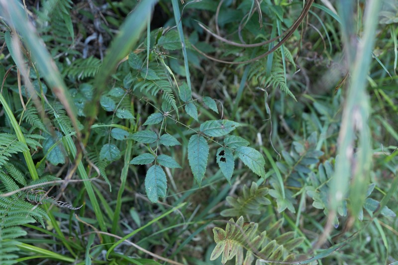 Aralia spinifolia photo 7