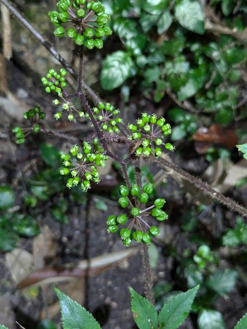 Aralia spinifolia photo 8
