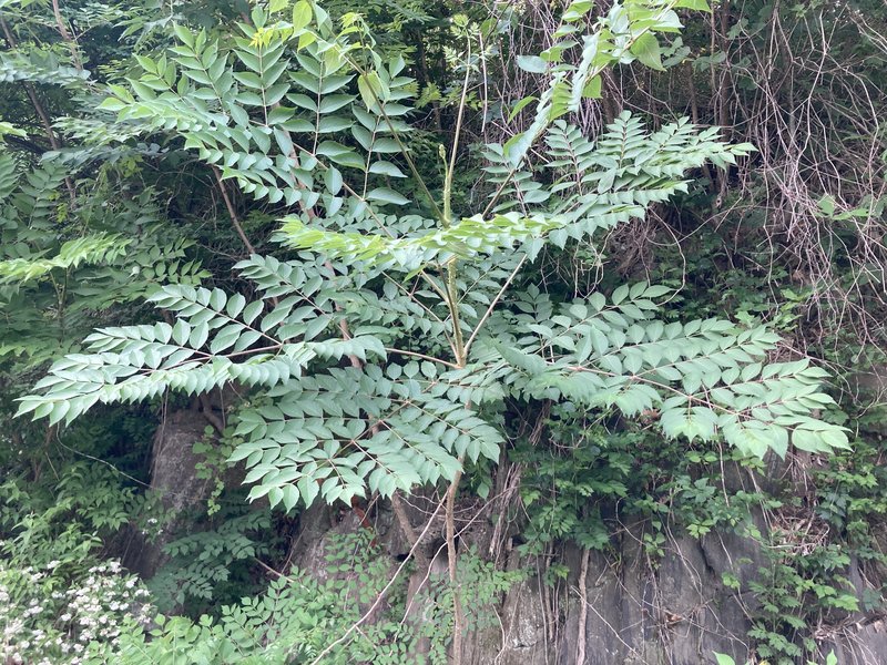 Devil's Walkingstick photo 3
