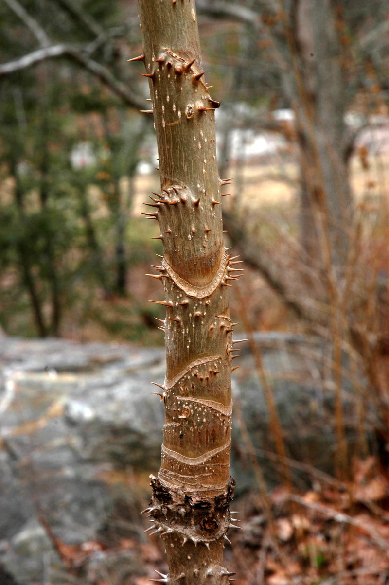 Devil's Walkingstick photo 2