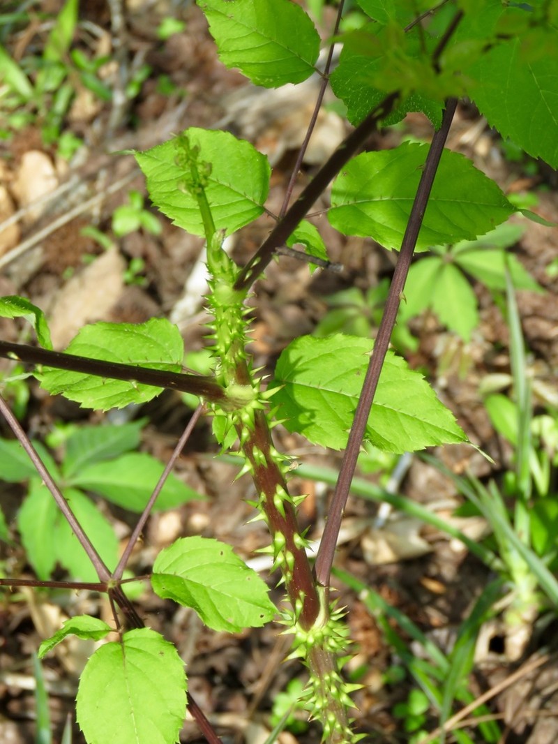 Devil's Walkingstick photo 4