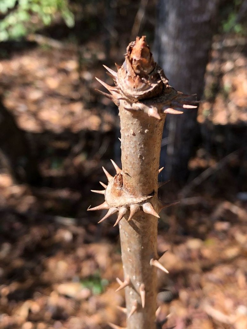 Devil's Walkingstick photo 5