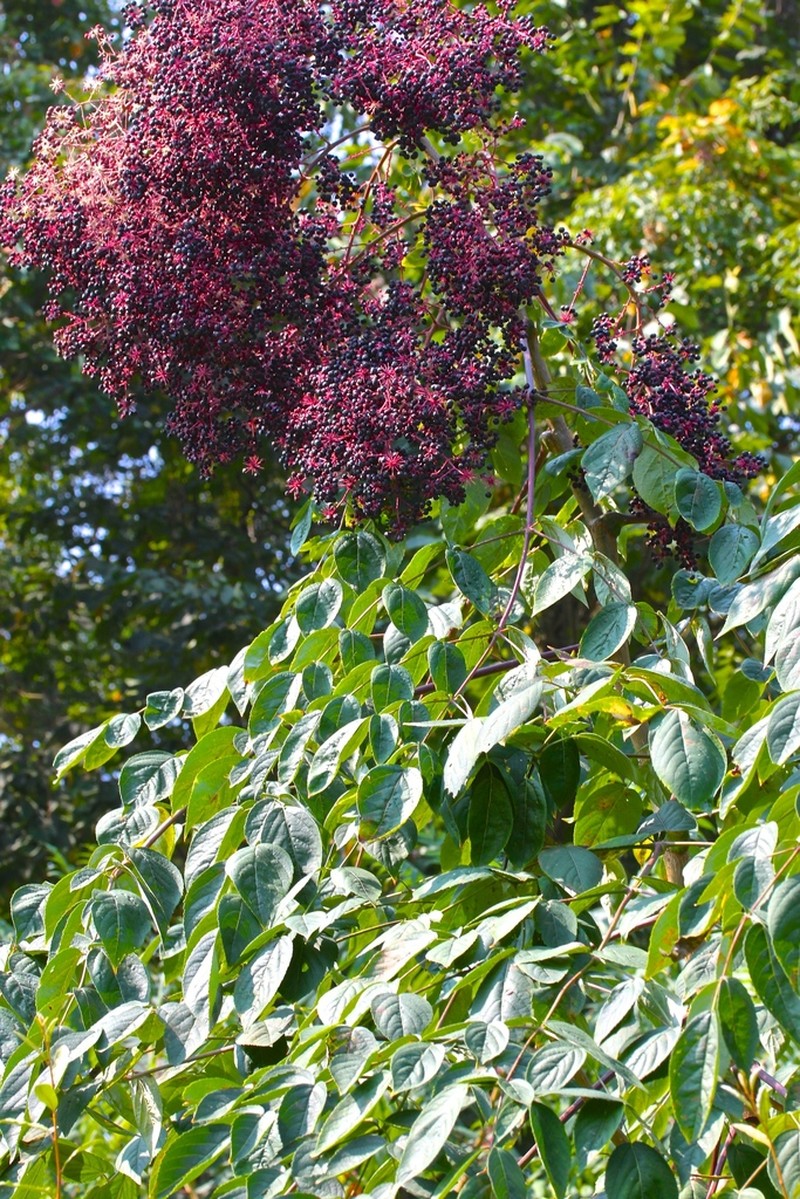 Devil's Walkingstick photo 6