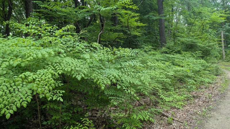 Devil's Walkingstick photo 7