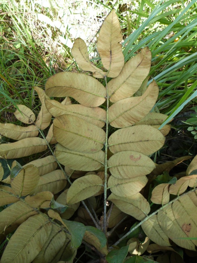 Aralia stellata