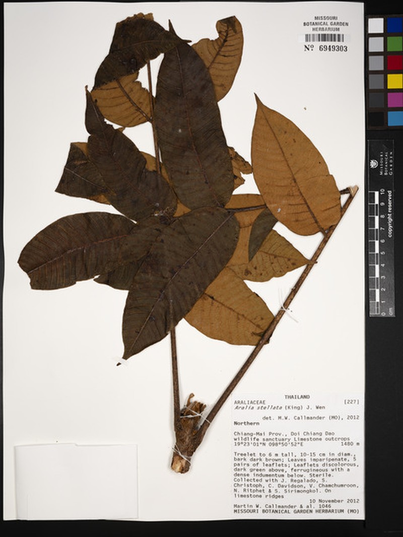 Aralia stellata photo 2