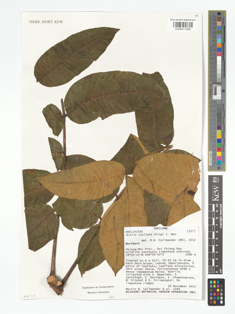 Aralia stellata photo 3