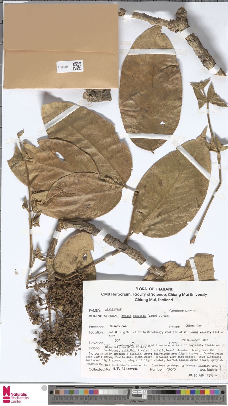 Aralia stellata