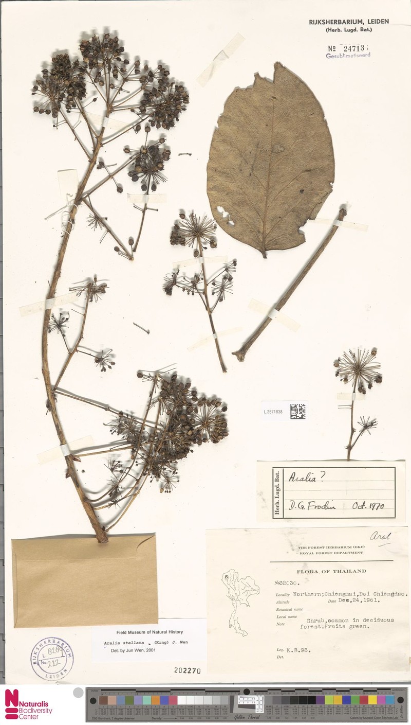Aralia stellata photo 2