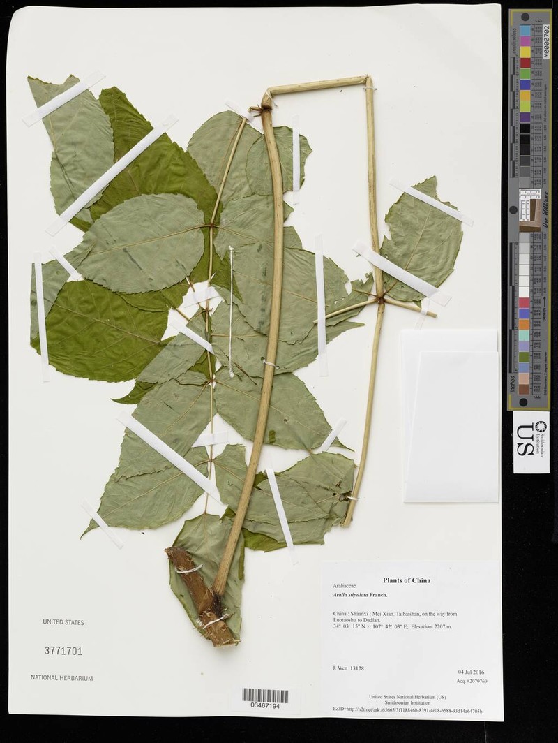 Aralia stipulata photo 2