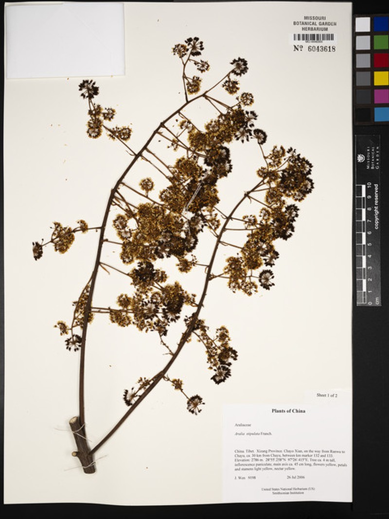 Aralia stipulata photo 3