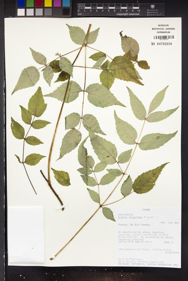 Aralia stipulata photo 4