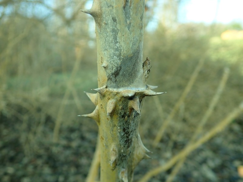 Aralia stipulata photo 6